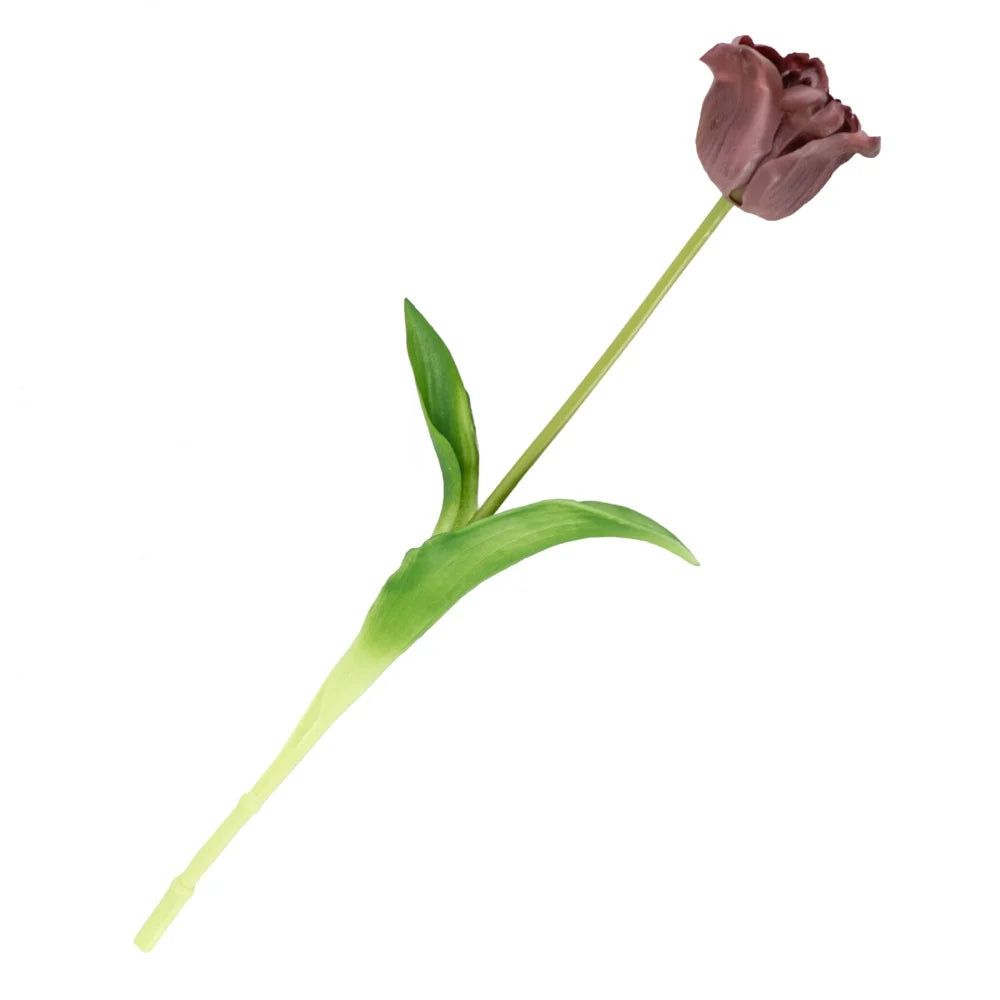 Tulpen | Diverse kleuren