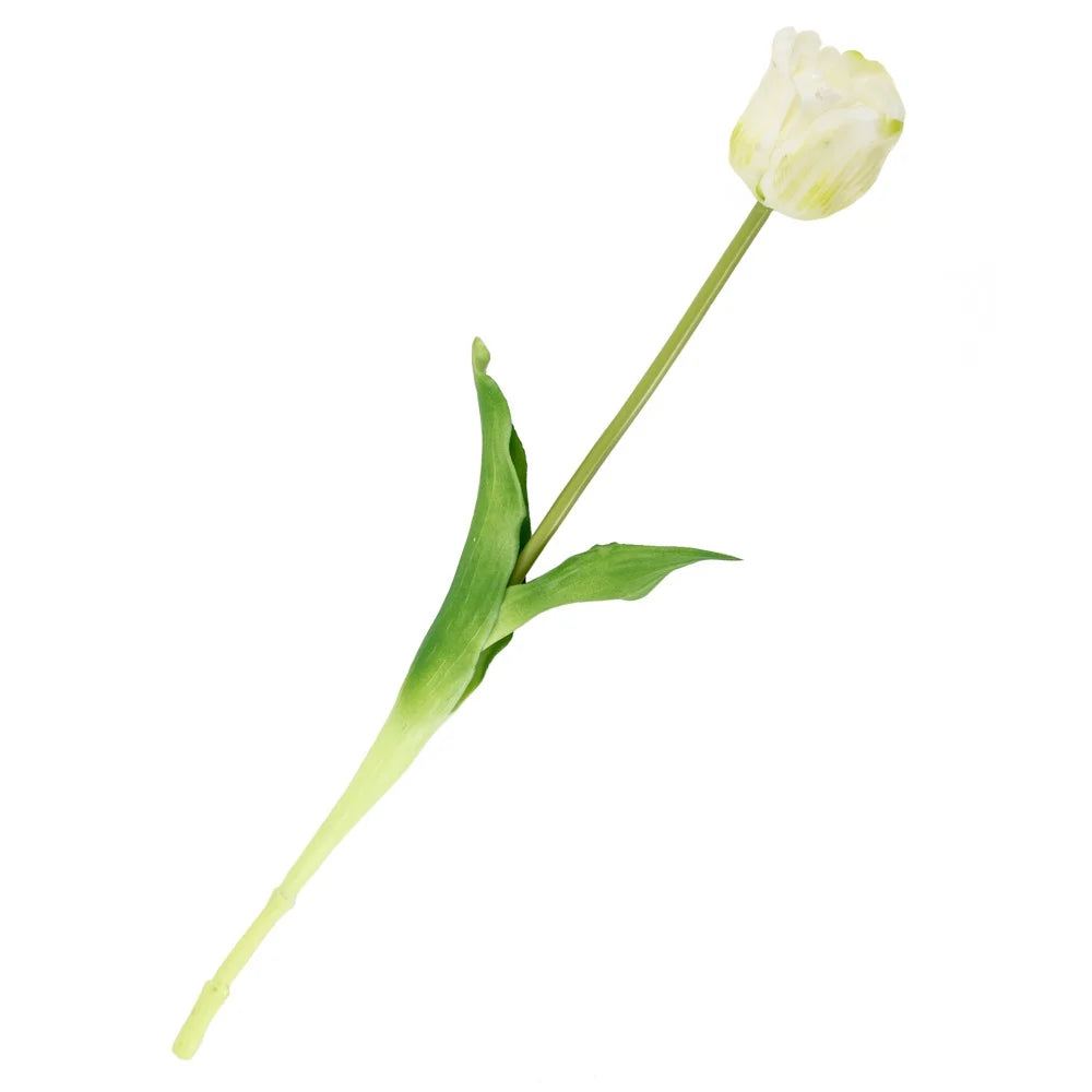 Tulpen | Diverse kleuren