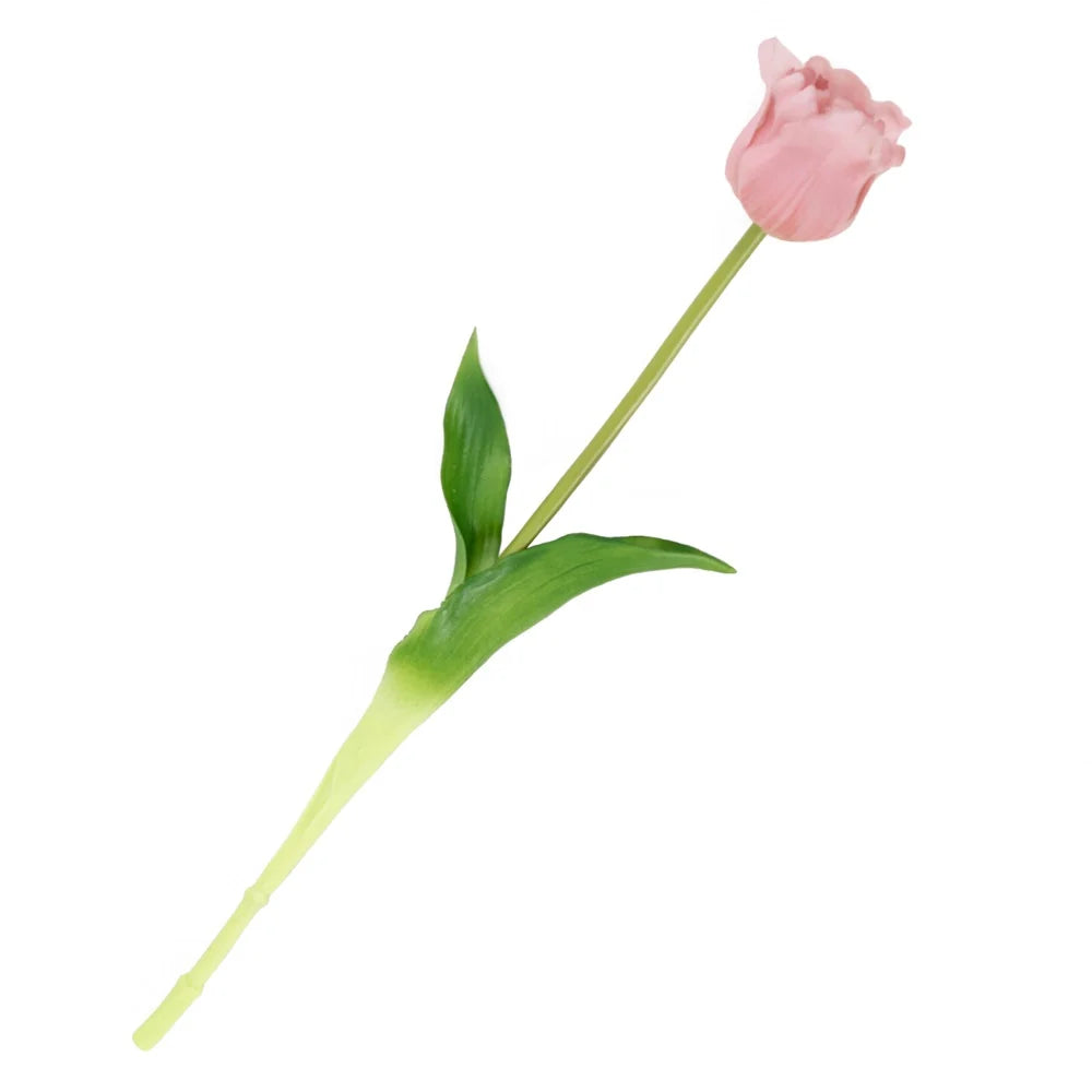 Tulpen | Diverse kleuren