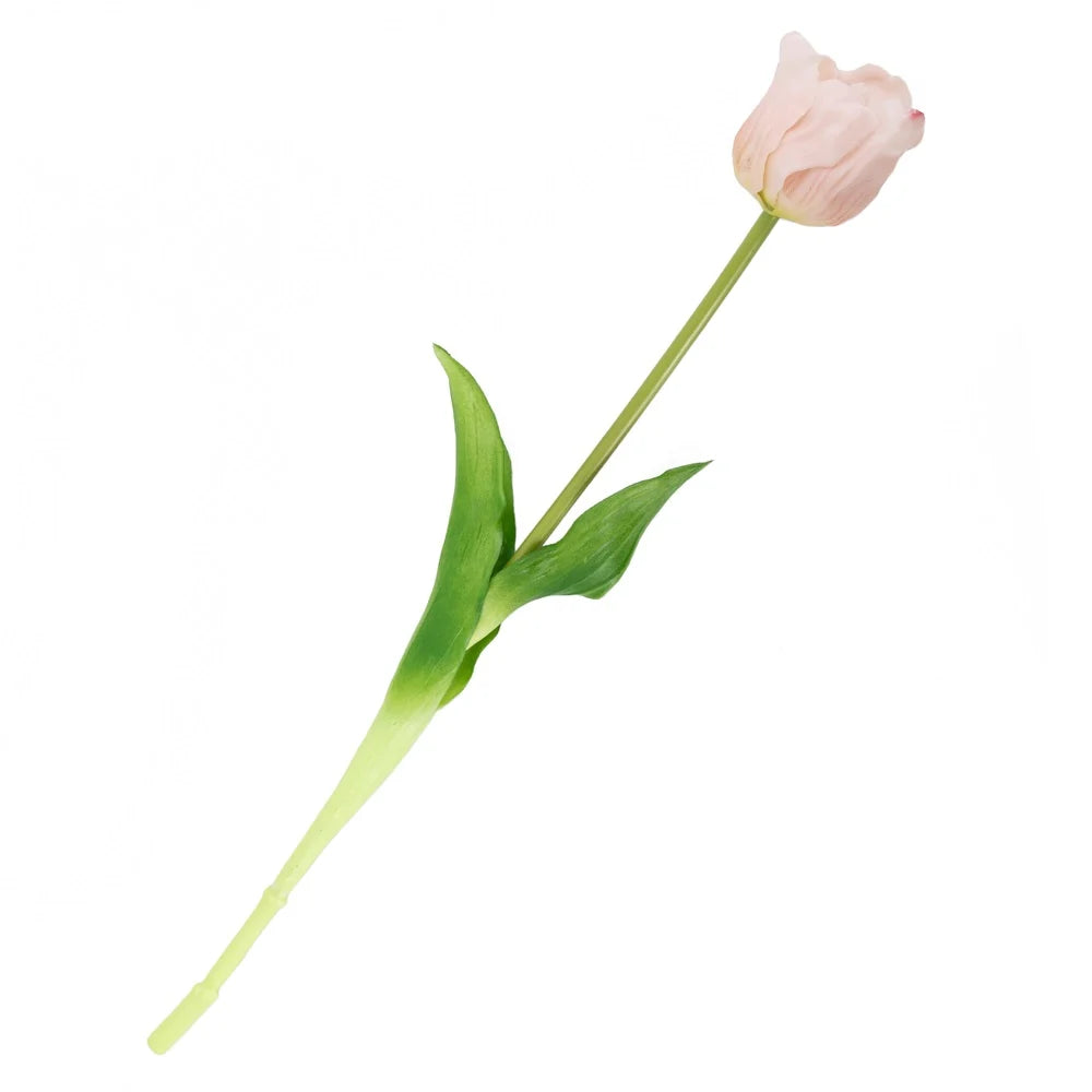 Tulpen | Diverse kleuren