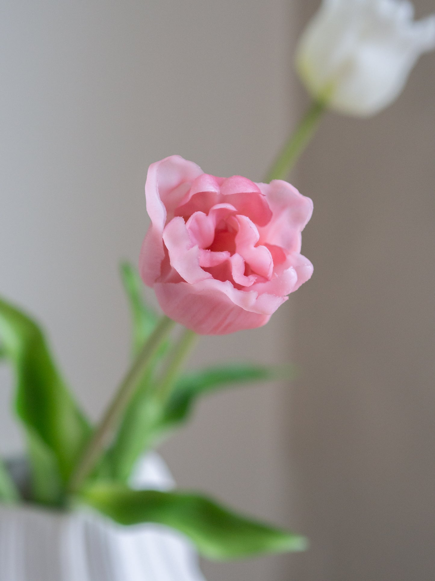 Tulpen | Diverse kleuren