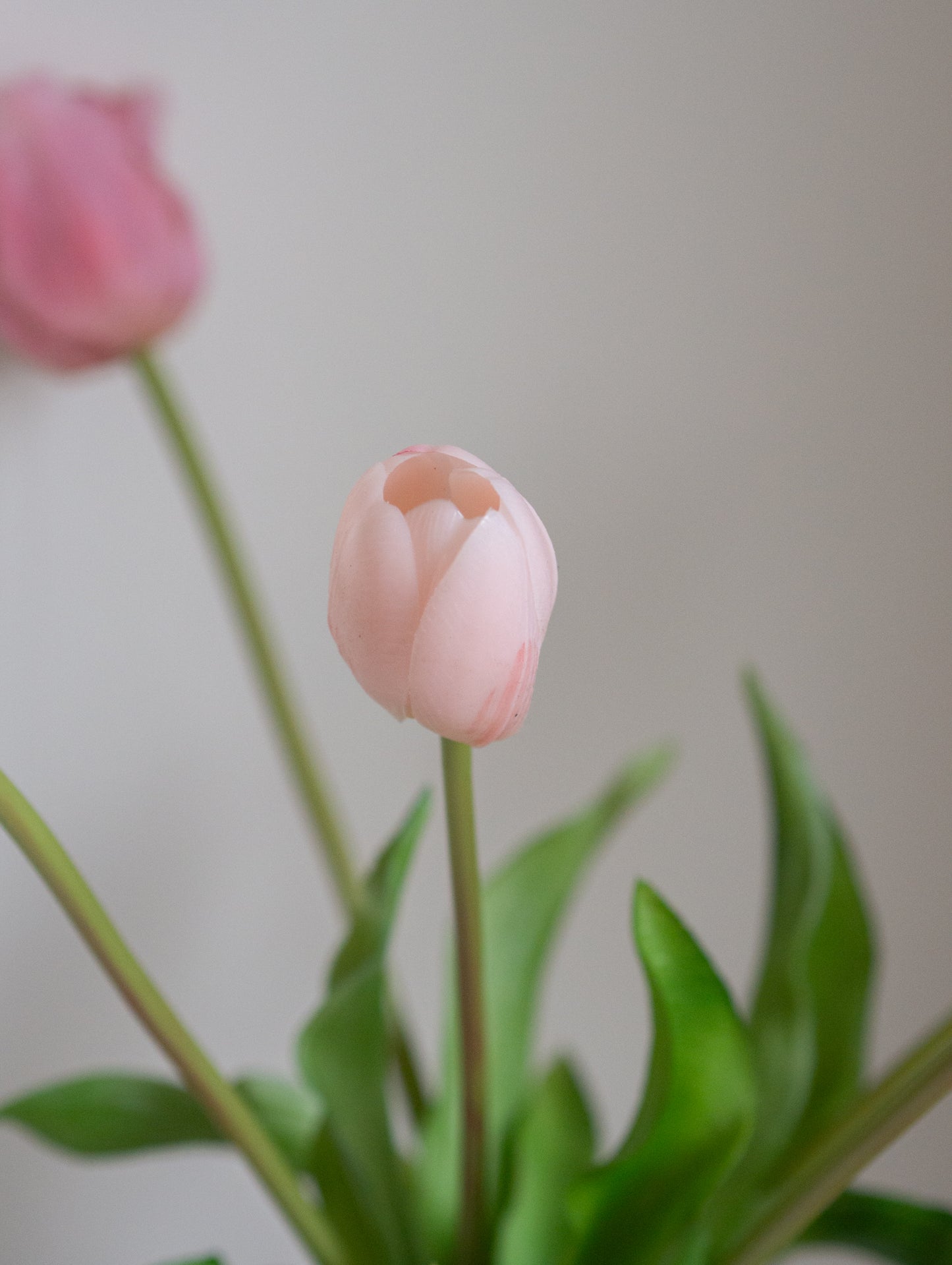 Tulpen | Diverse kleuren