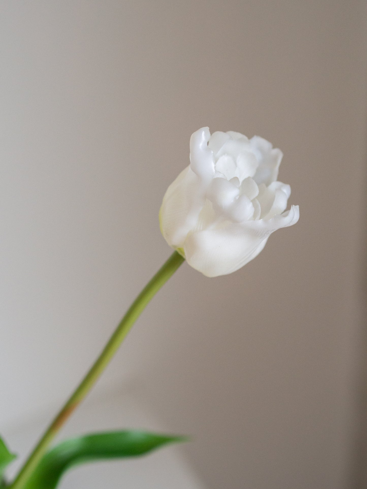 Tulpen | Diverse kleuren