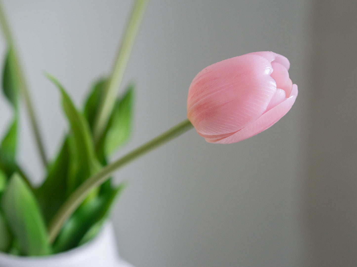 Tulpen | Diverse kleuren
