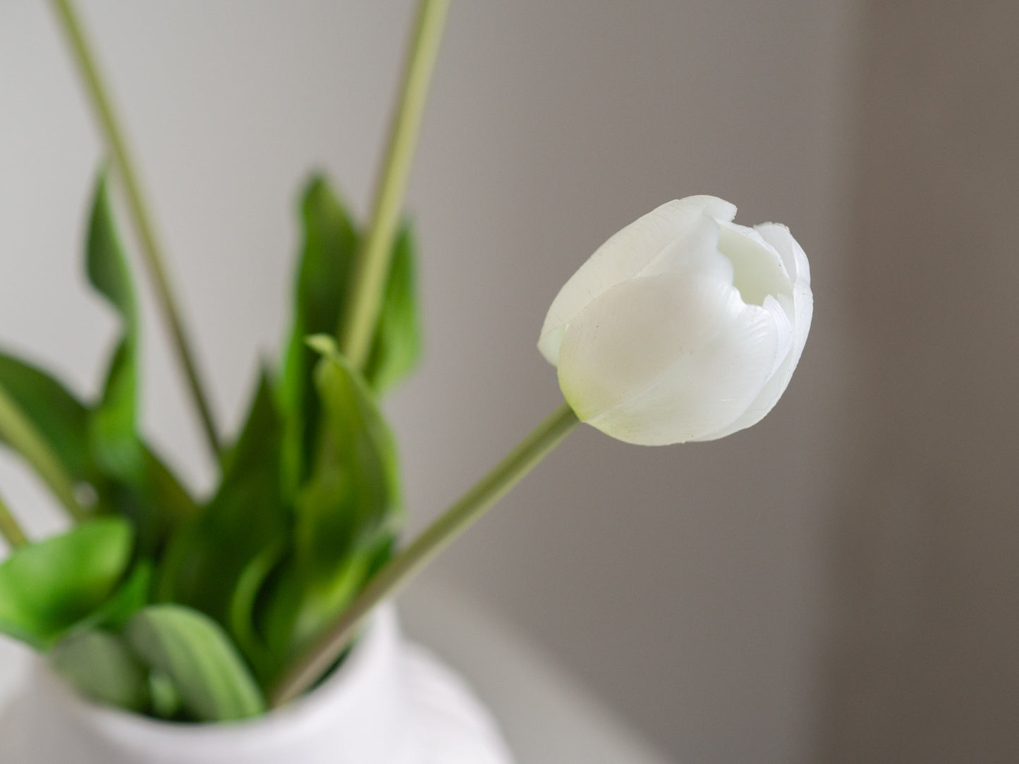 Tulpen | Diverse kleuren