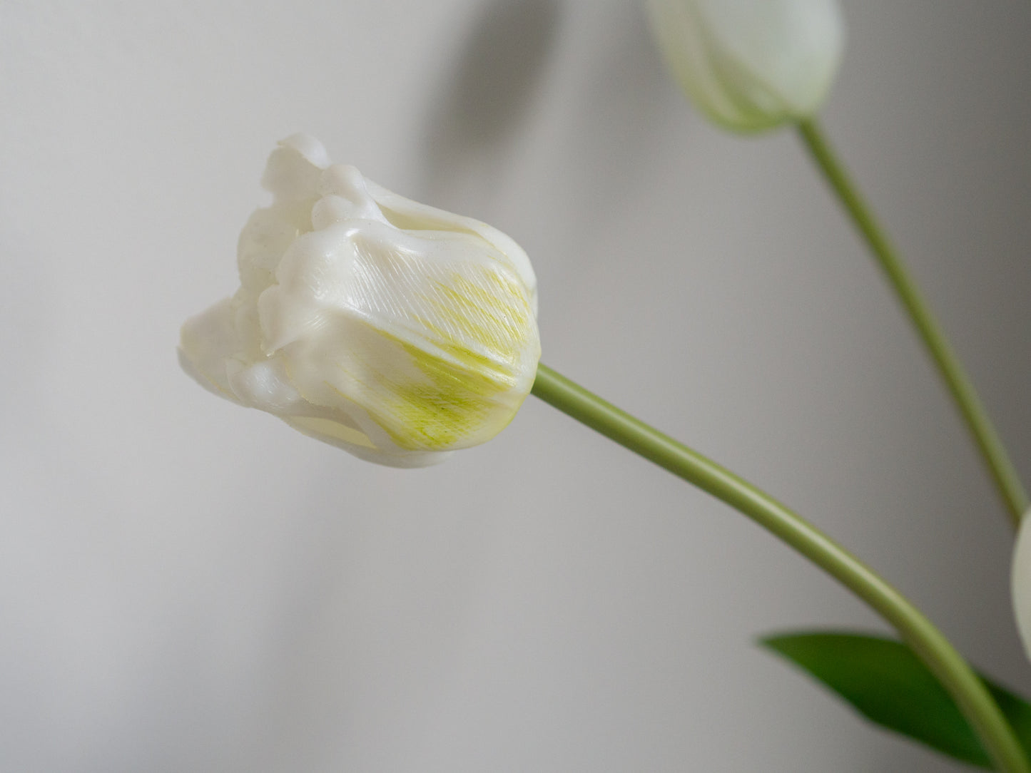 Tulpen | Diverse kleuren