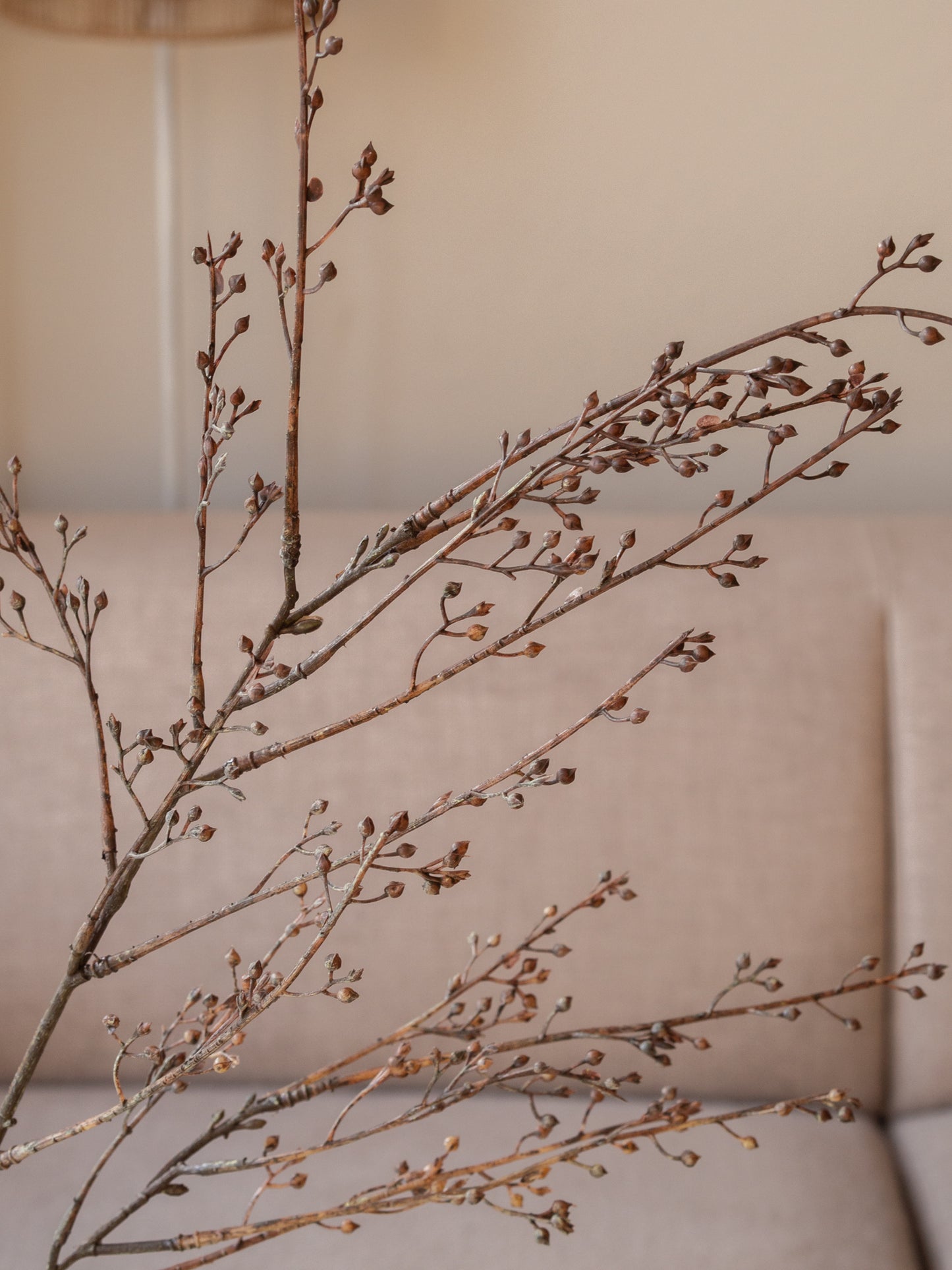 Zijden tak | Callicarpa