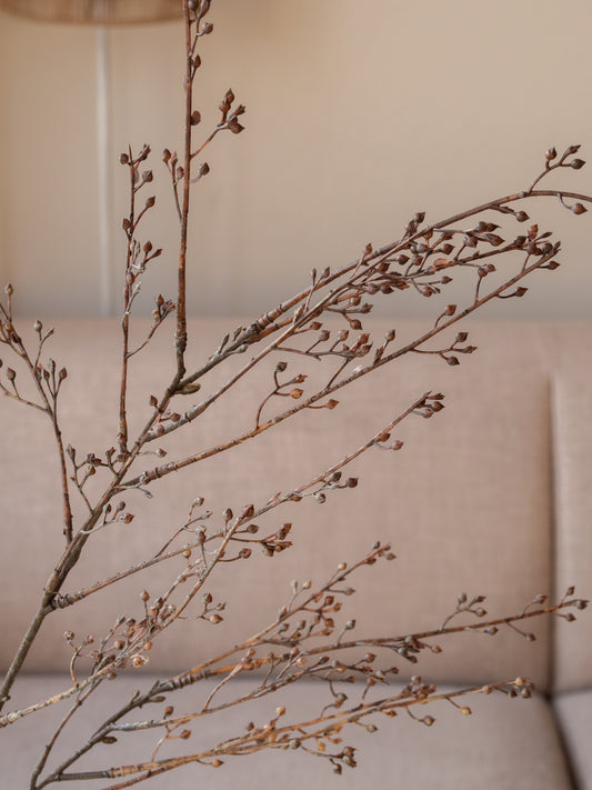 Zijden tak | Callicarpa