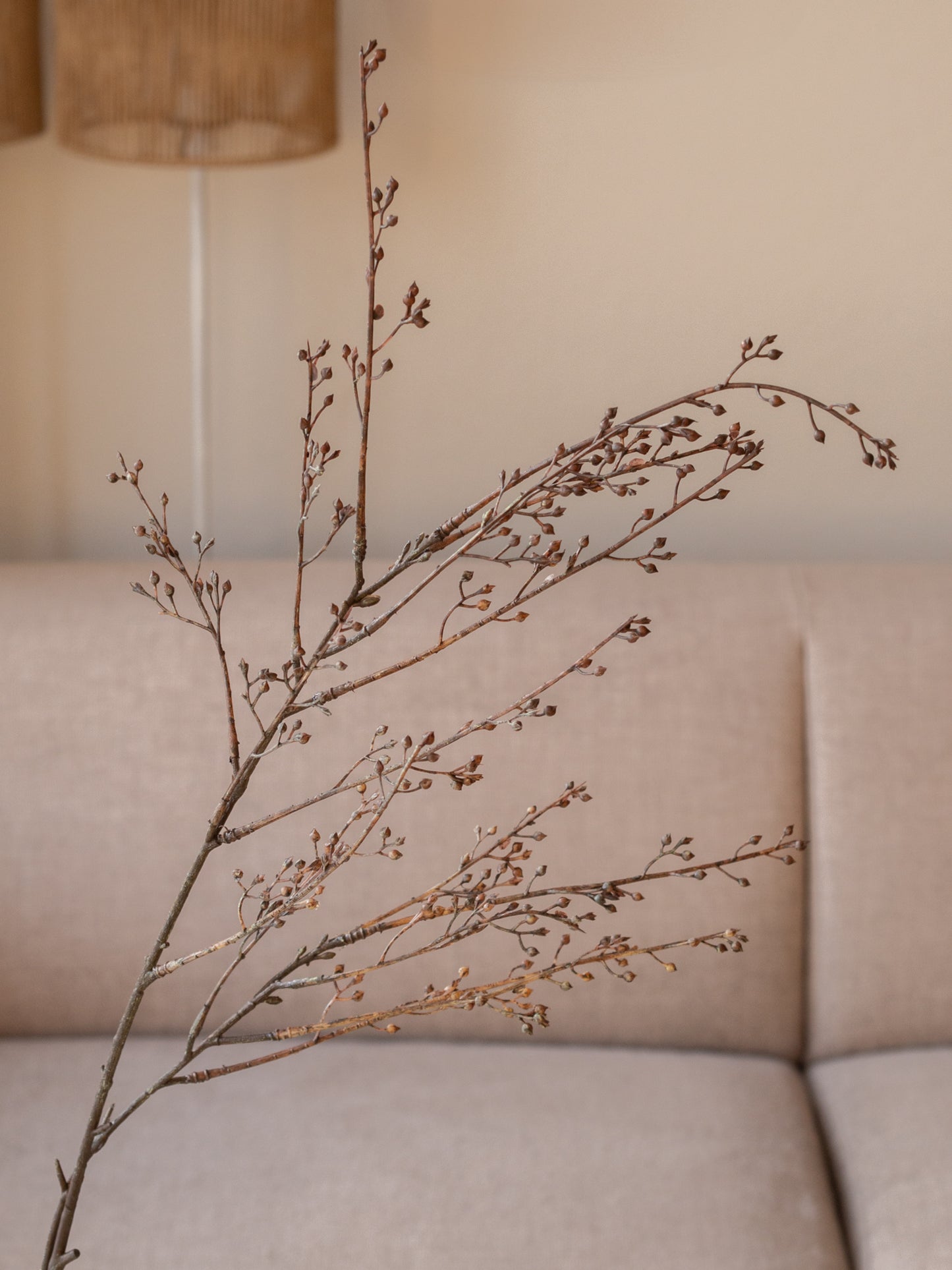 Zijden tak | Callicarpa