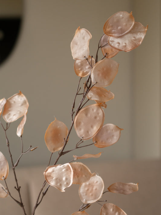 Zijdentak | Judaspenning