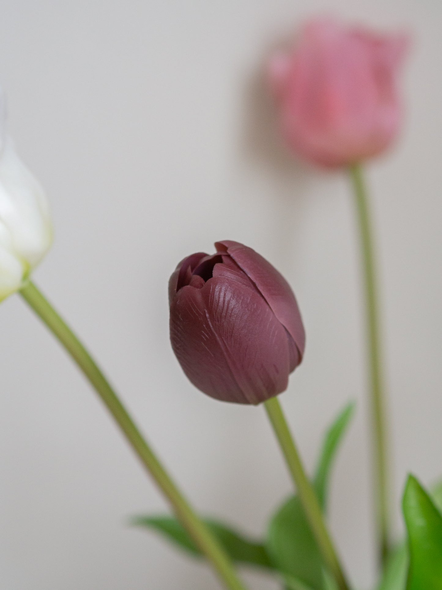 Tulpen | Diverse kleuren