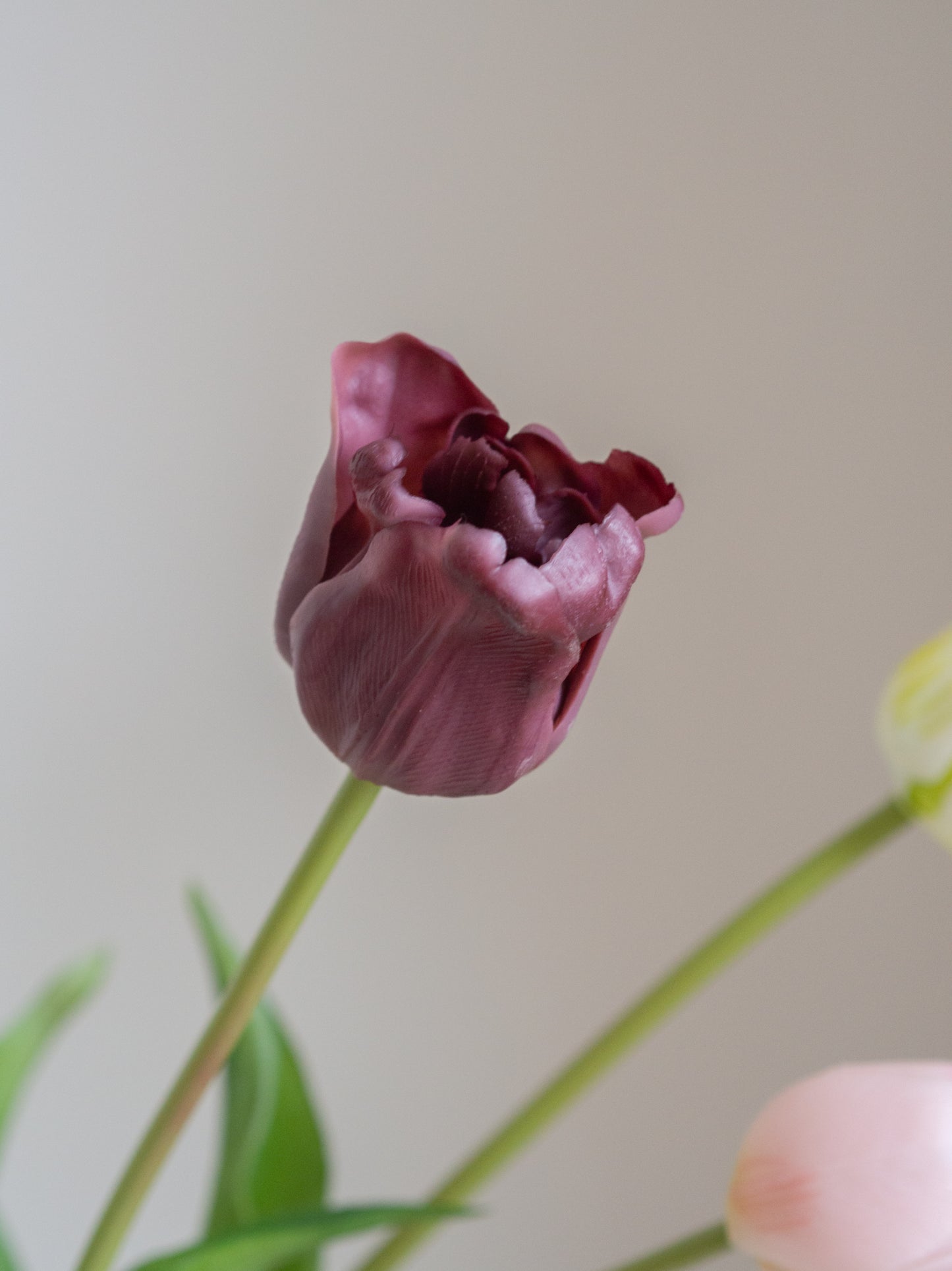 Tulpen | Diverse kleuren