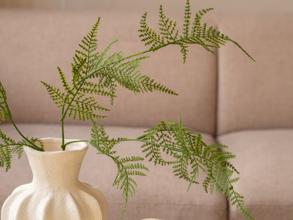 Zijdentak | Varen | Groen