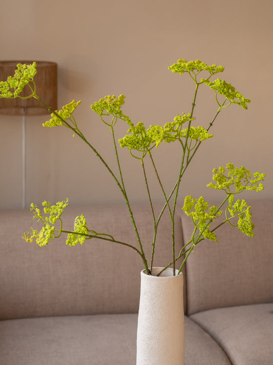 Zijdentak | Anthriscus