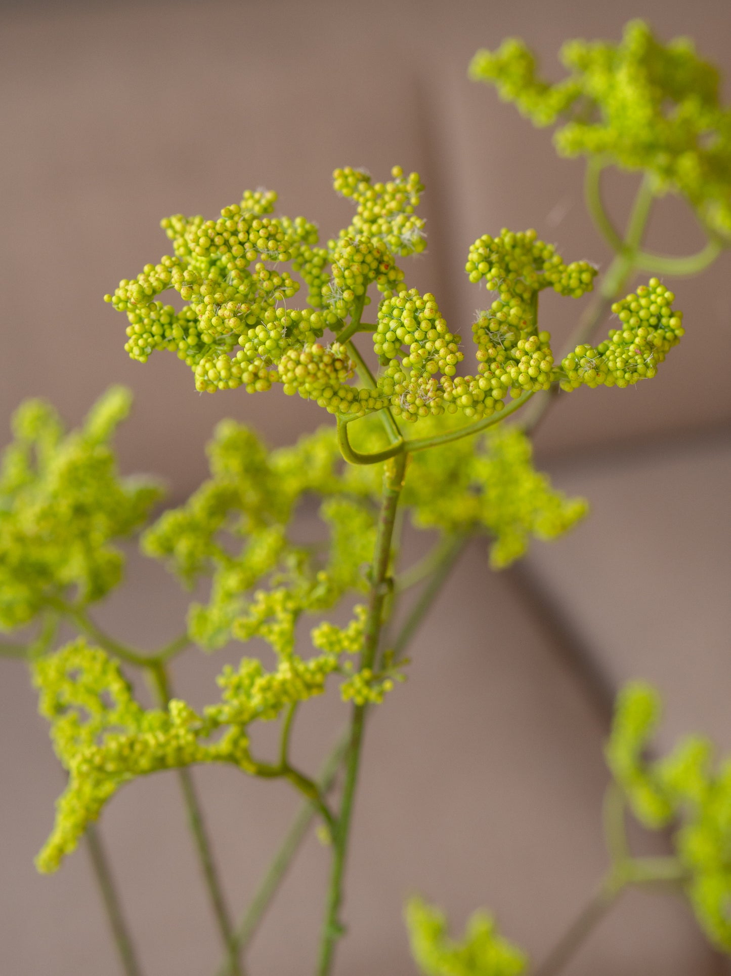 Zijdentak | Anthriscus