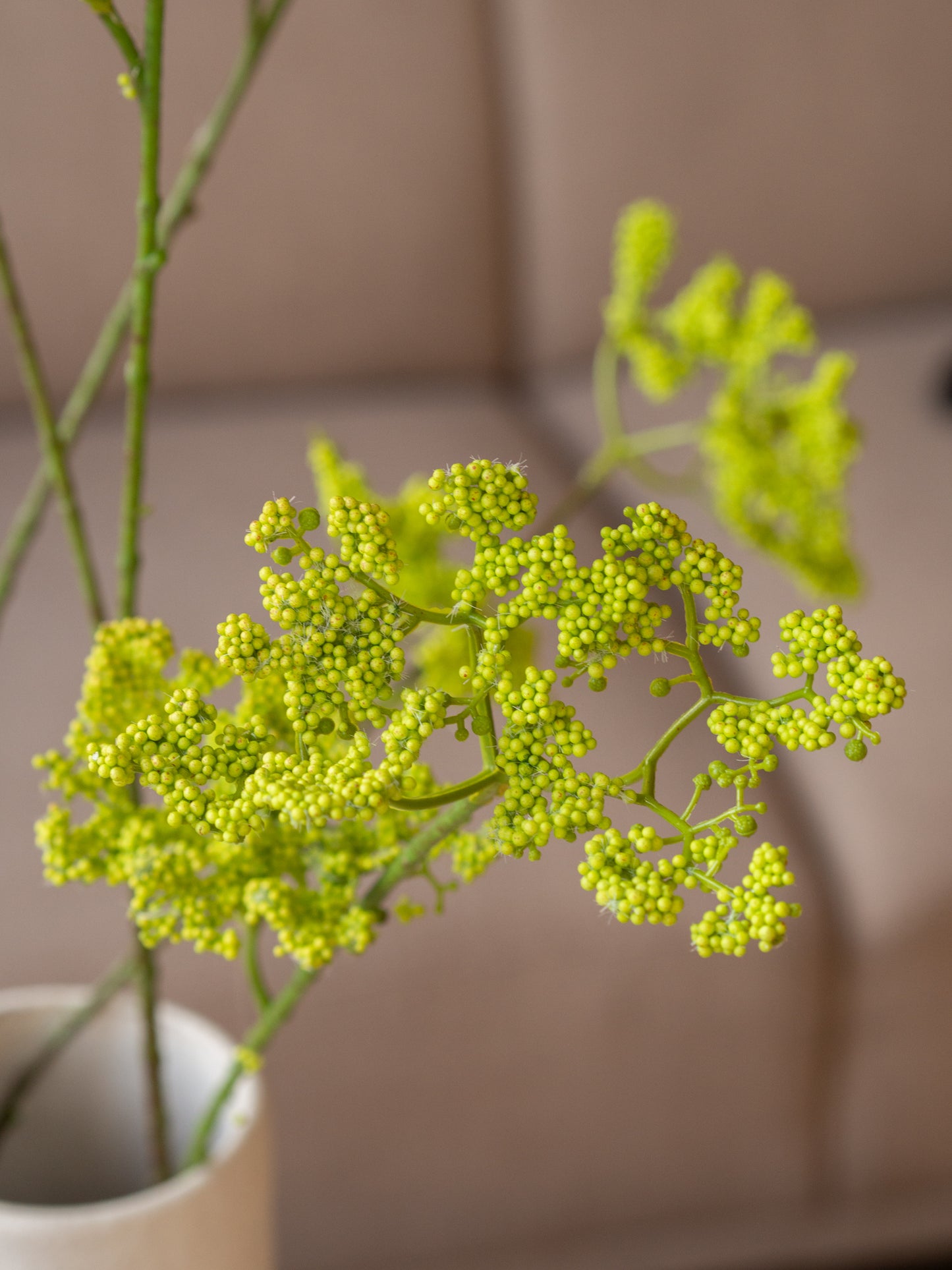 Zijdentak | Anthriscus