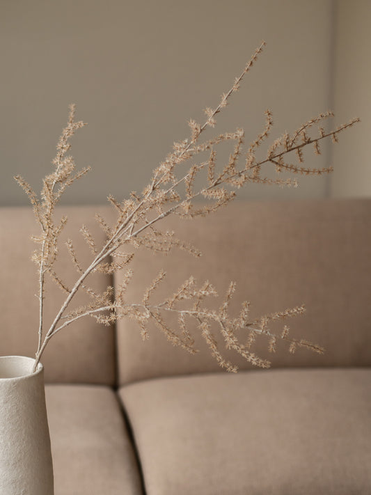 Zijdentak | Asparagus | Naturel