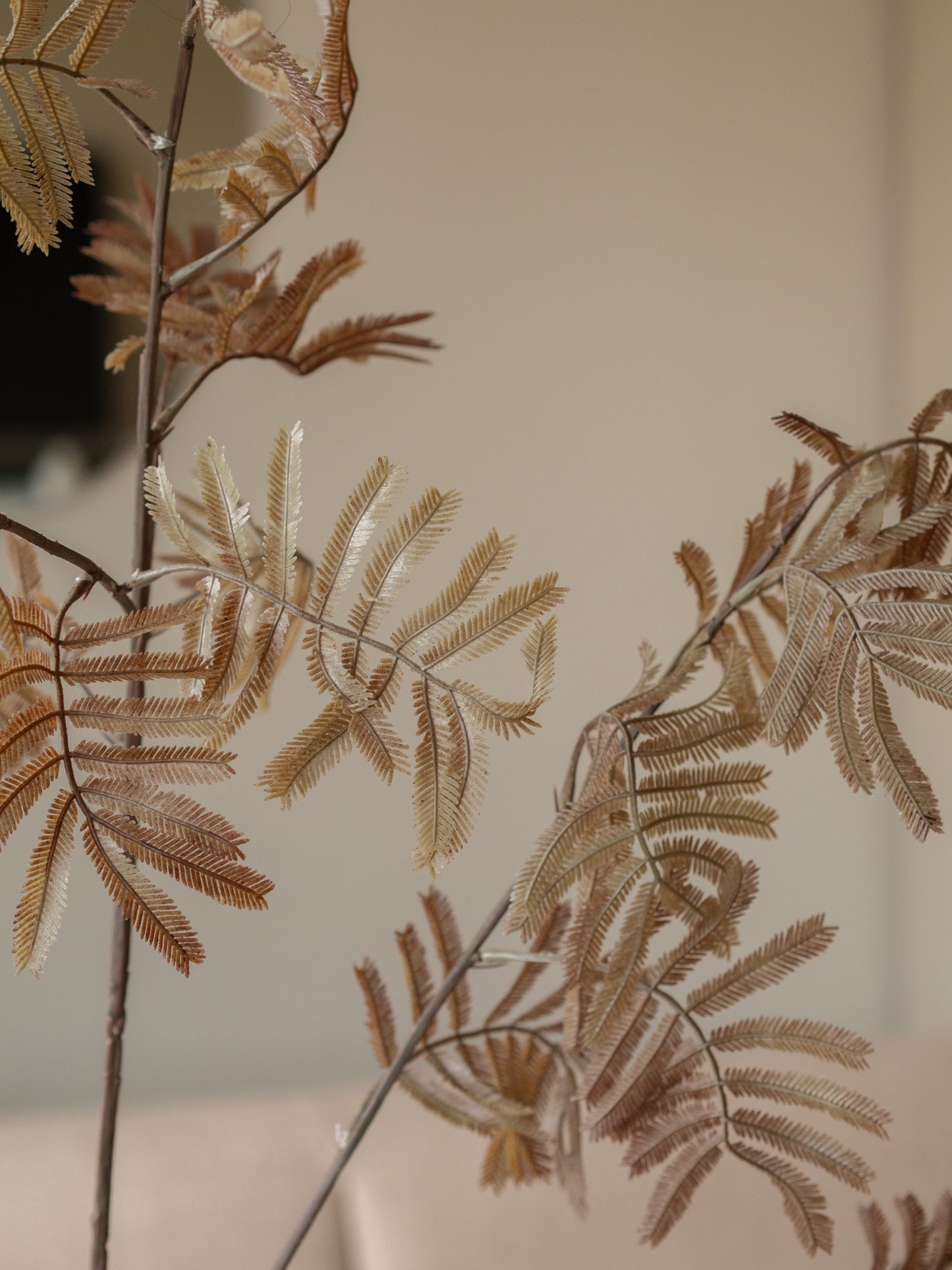 Zijdentak | Varen | Bruin