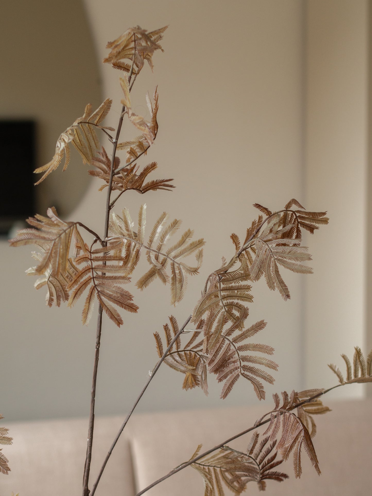 Zijdentak | Varen | Bruin