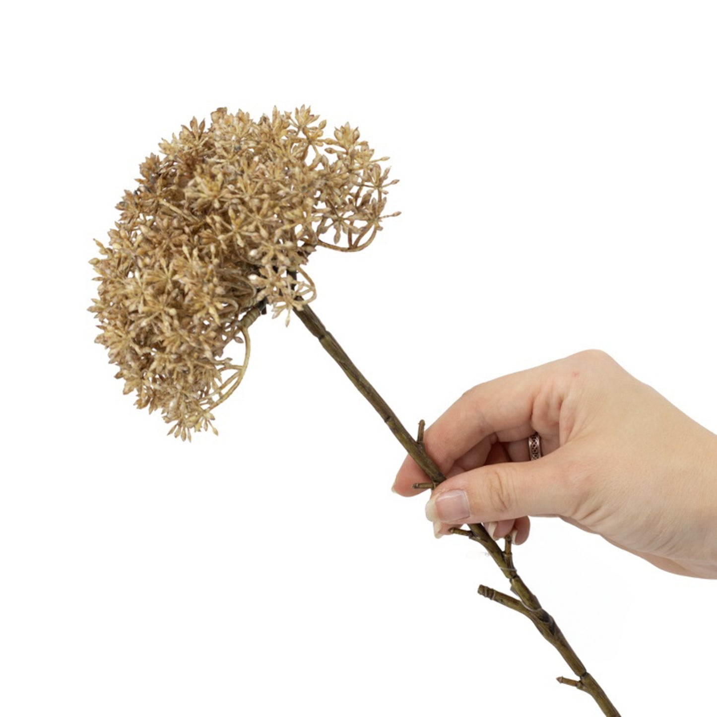 Zijden bloem | Trachelium | Beige/bruin | 65 cm