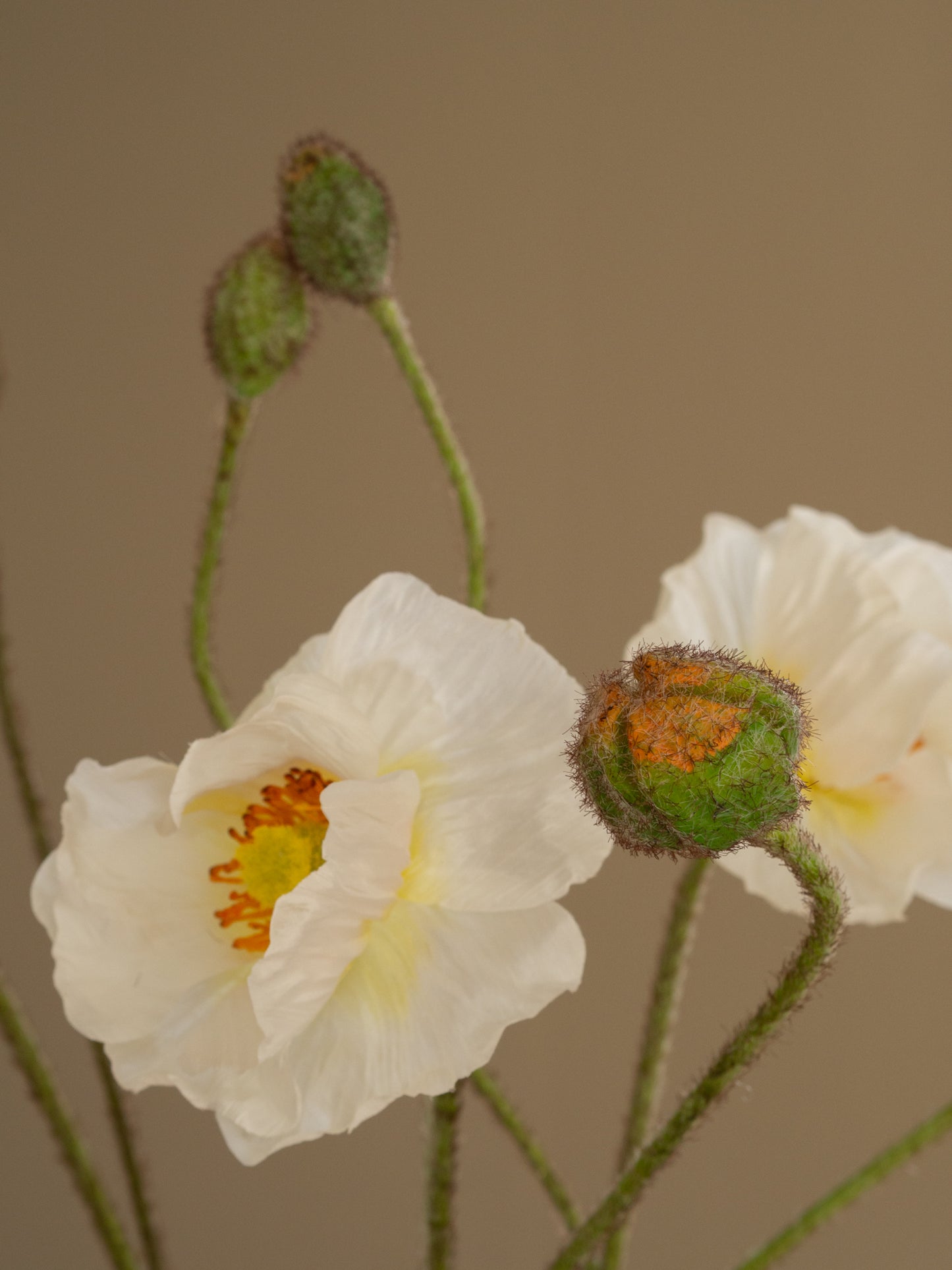 zijden bloemen papaver
